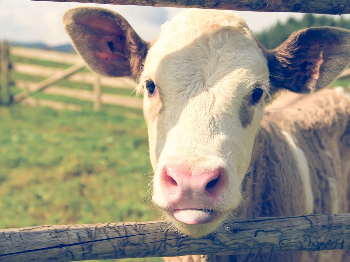 В Германии судят фермера: её коровы звонят в колокольчики и мешают спать