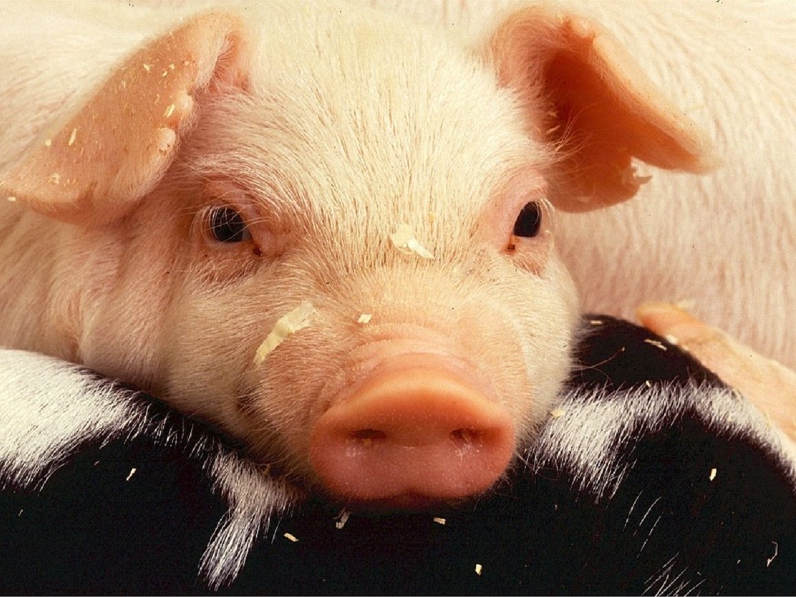 Новые успехи в области трансплантации свиных сердец. Скоро и до человека дойдут