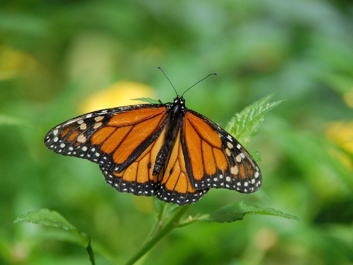 Бабочки-монархи в зоне риска — почему их всё меньше?