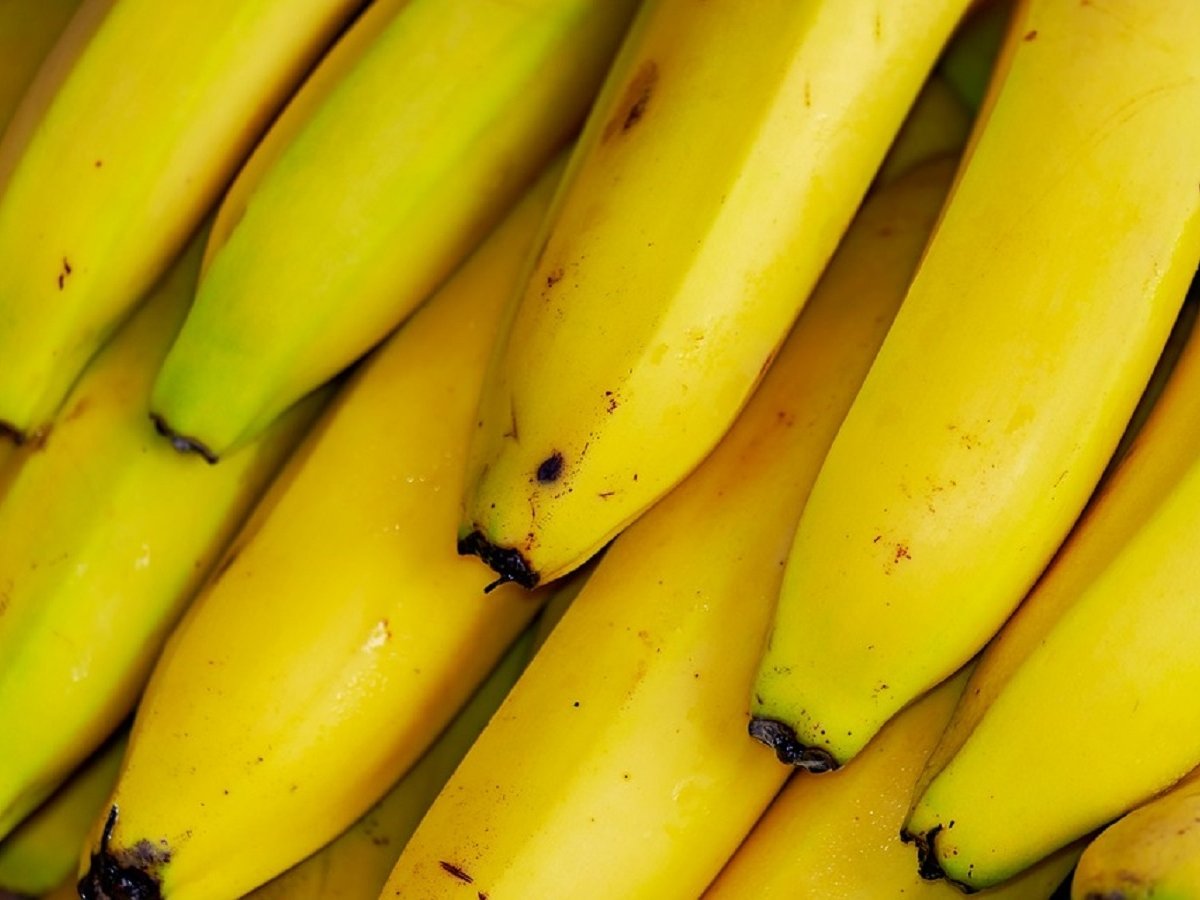Голландские бананы — помощь в борьбе с глобальной грибковой угрозой