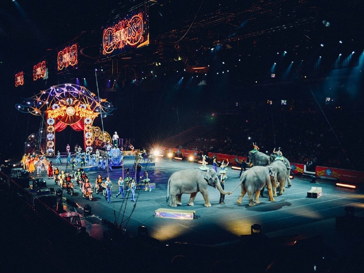 В Нью-Джерси запретили животных в цирках. Место диких зверей — на воле