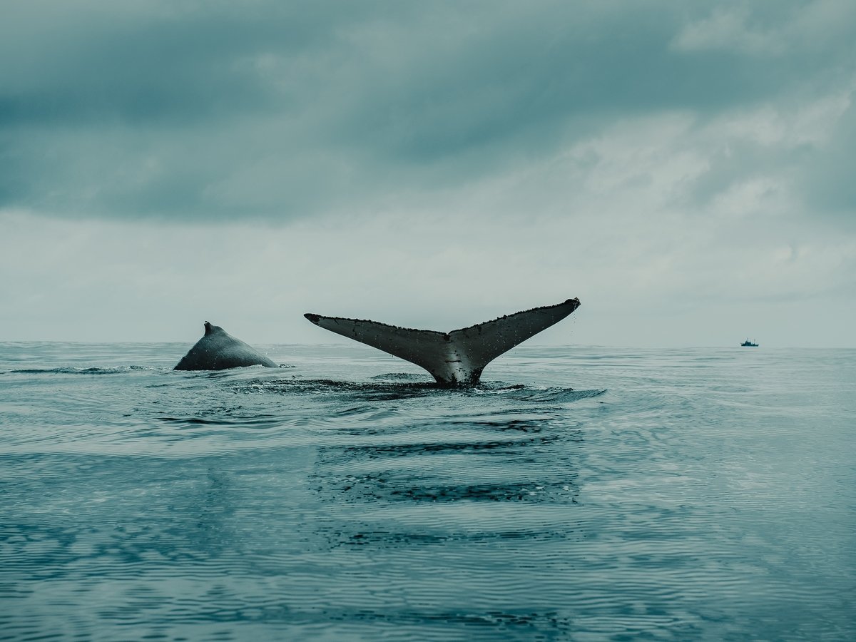 Япония хочет крови китов: она возобновит китобойный промысел в 2019