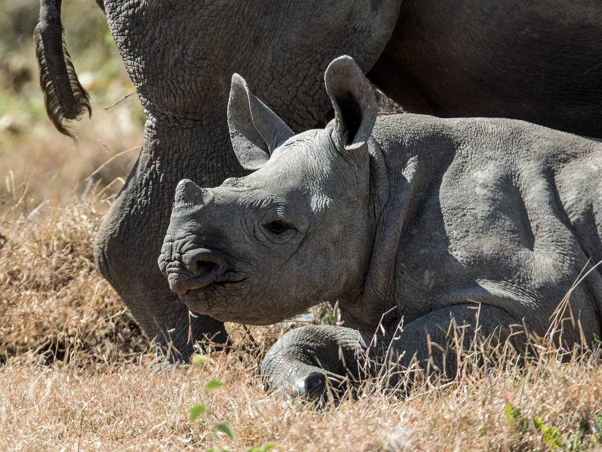Последних яванских носорогов может убить новое цунами в Индонезии
