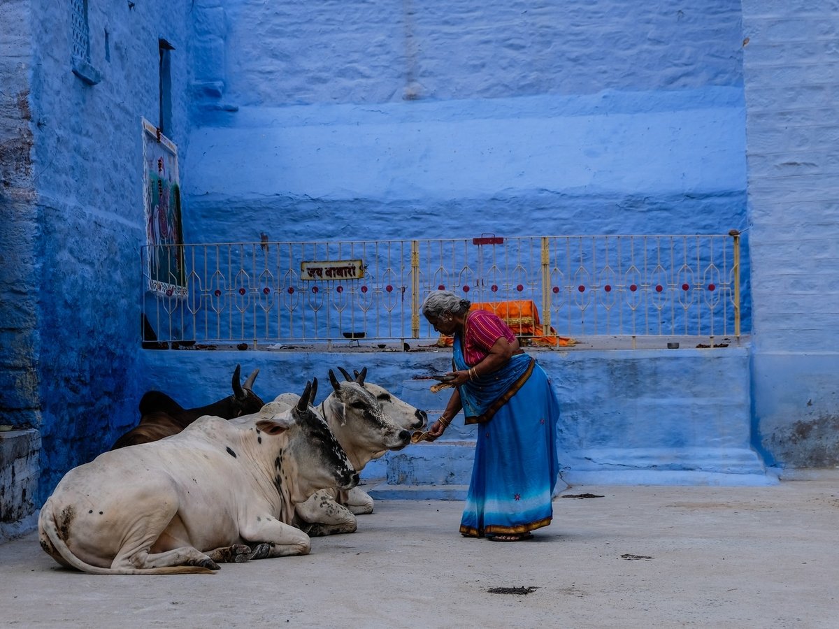 Улицы Индии заполонили беспризорные коровы. Никто не знает, что с ними делать