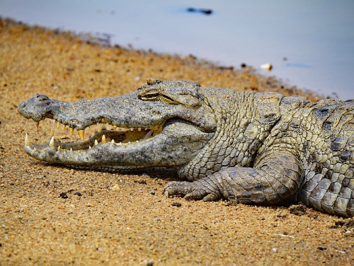 Австралийские власти намеренно затопили 2000 домов. Теперь там плавают крокодилы