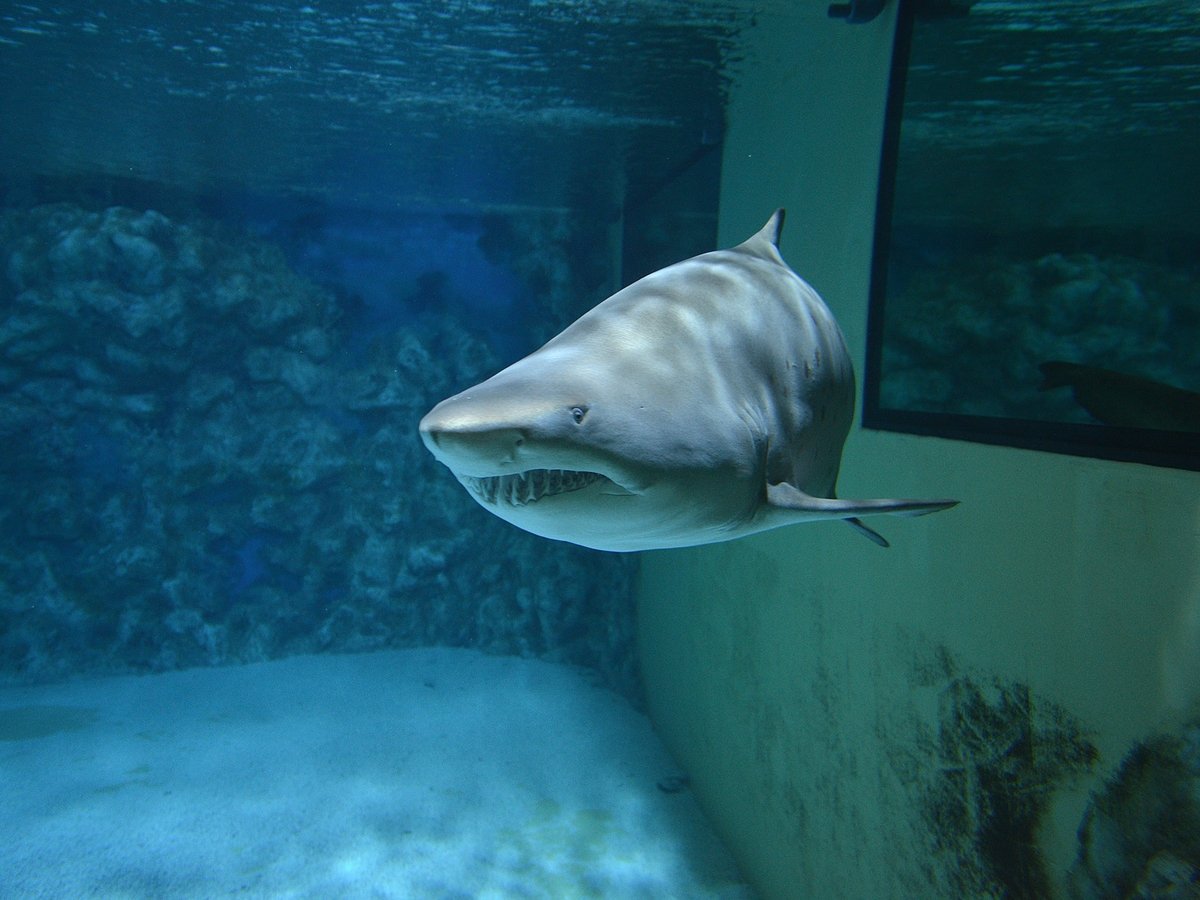 Китайские гурманы едят акул и губят экологию