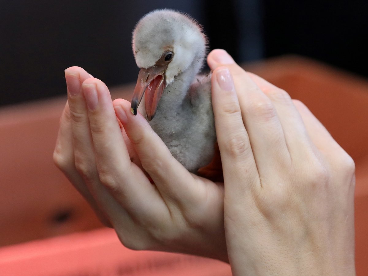 Родители-фламинго бросили 2 000 птенцов в Африке. О них заботятся волонтёры