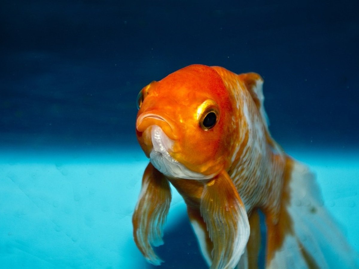 Новое исследование озадачило учёных: то ли рыбки умные, то ли тест плохой