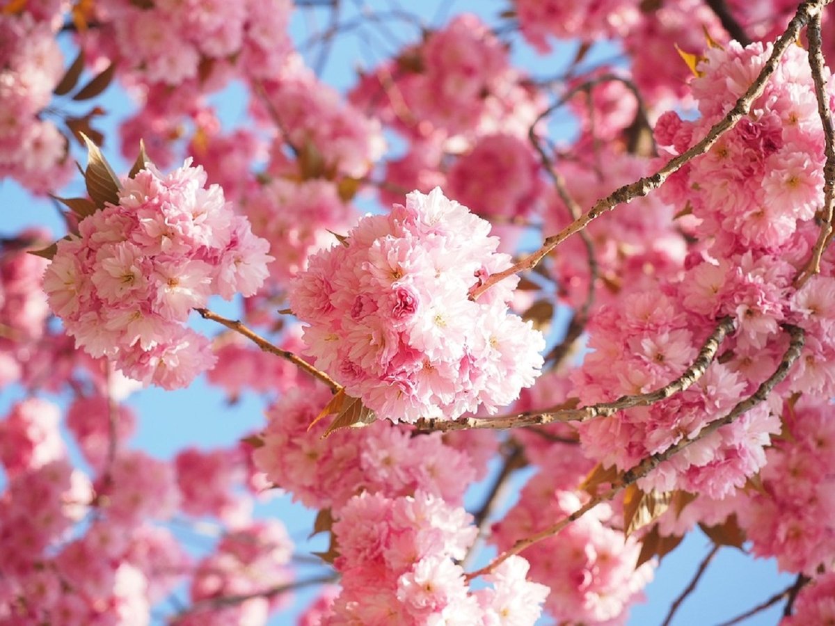 Как синоптики узнают, когда начнется цветение сакуры?