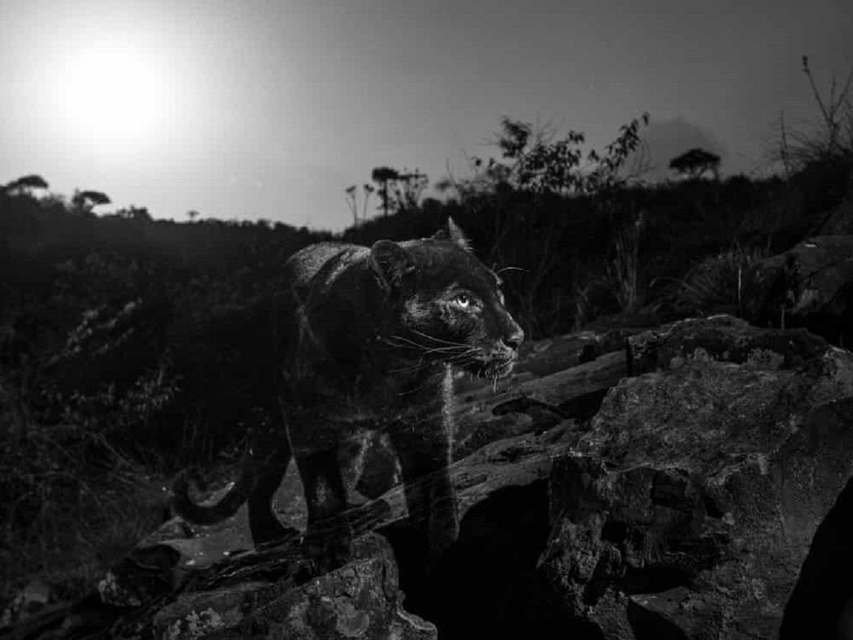 Африканского чёрного леопарда сумели сфотографировать впервые за 100 лет