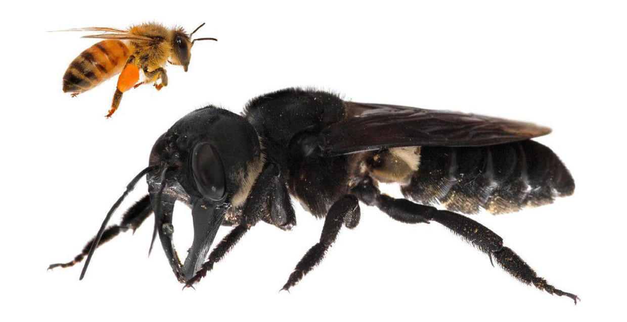 Обычная европейская пчела в сравнении с пчелой Уоллеса