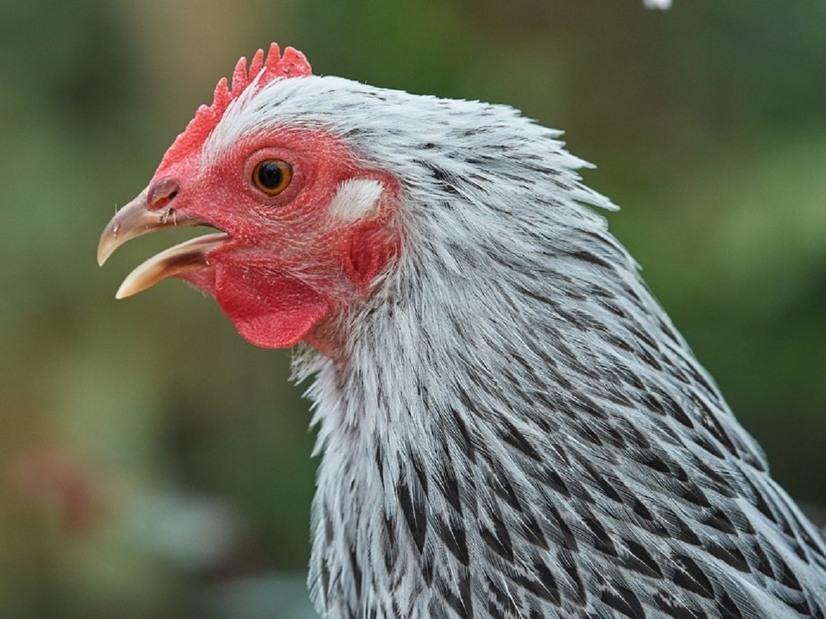 Куриное реалити-шоу: приложение позволит следить за жизнью птицы на фермах
