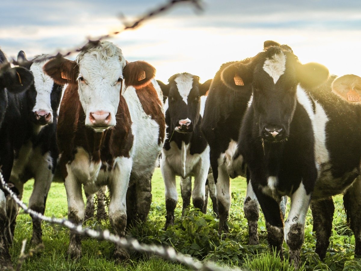 Австрия защитит туристов от агрессивных коров, из-за которых гибнут люди