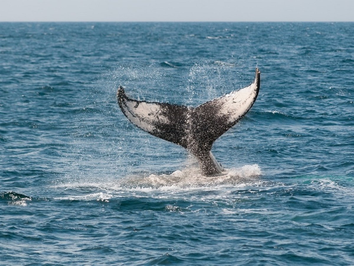 На Филиппинах в мёртвом ките нашли 40 кг пакетов (фото)