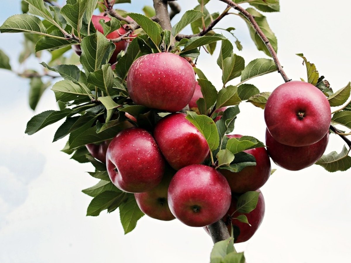 Впервые робот собирает яблоки в двумерном саду (видео)
