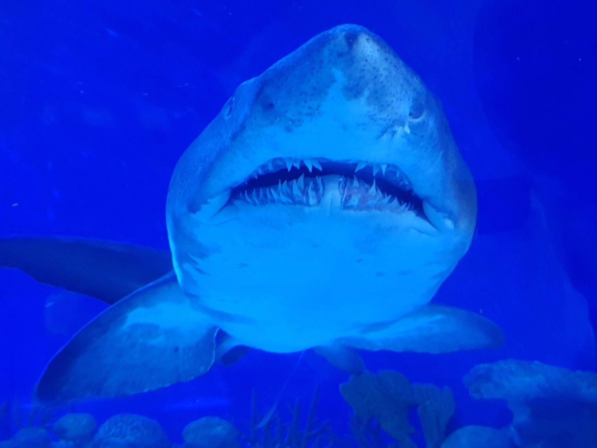 Австралиец поймал гигантскую акулу, которую съела другая гигантская акула (фото)