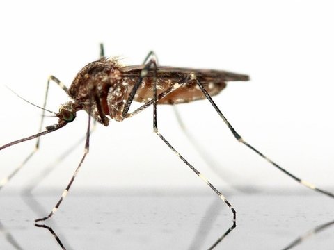 Дабстеп — отличный репеллент от комаров. Проверено учёными