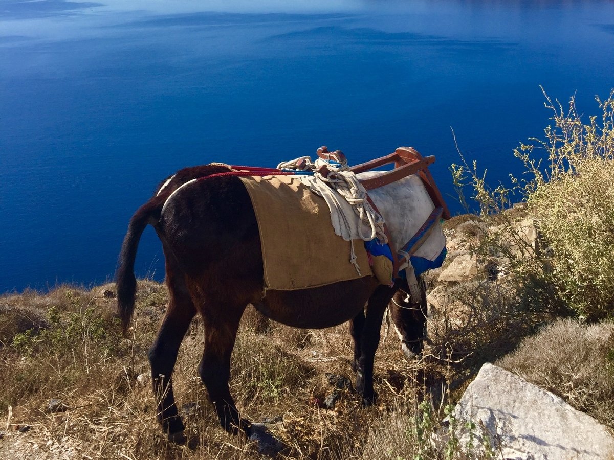 В Греции ослики страдают и болеют, а всё из-за туристов (им лень ходить пешком)