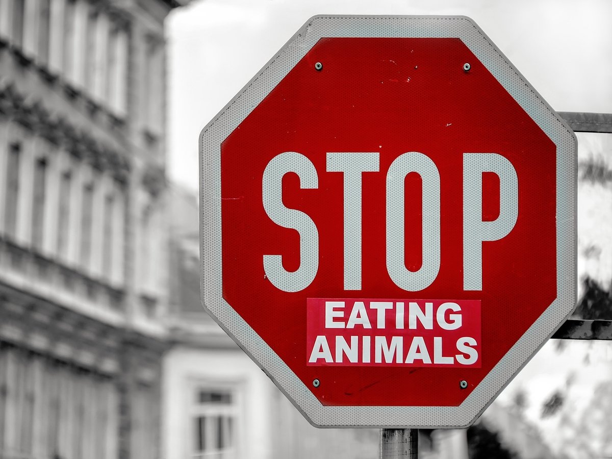Освободите свинку! — В Австралии проходят акции протестов защитников животных