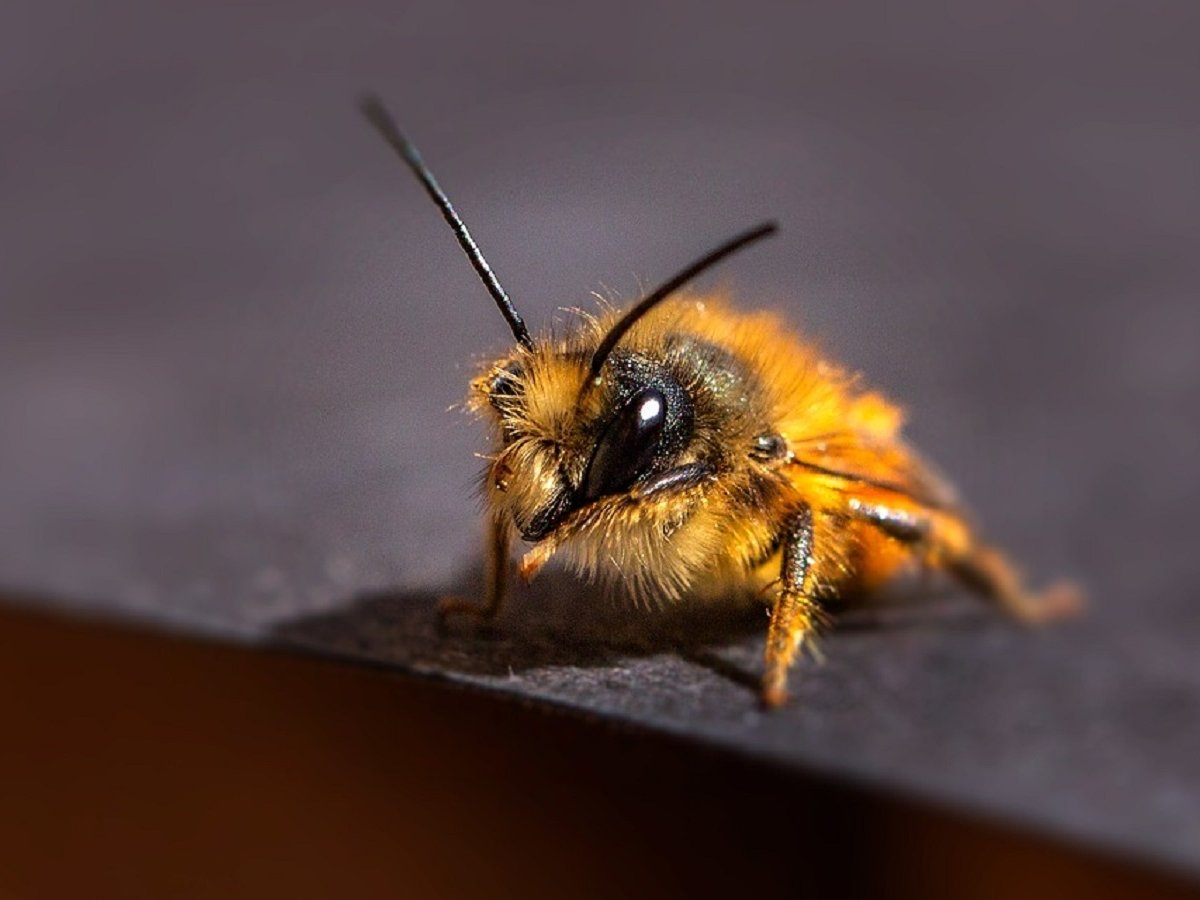 Из глаза женщины врачи вытащили четырёх живых  пчел. Что они там забыли?