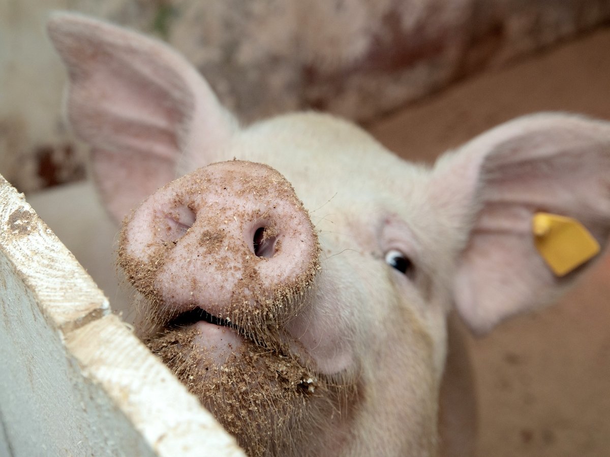 Учёные смогли оживить мозги мёртвых свиней. Спокойно, это не зомби-апокалипсис