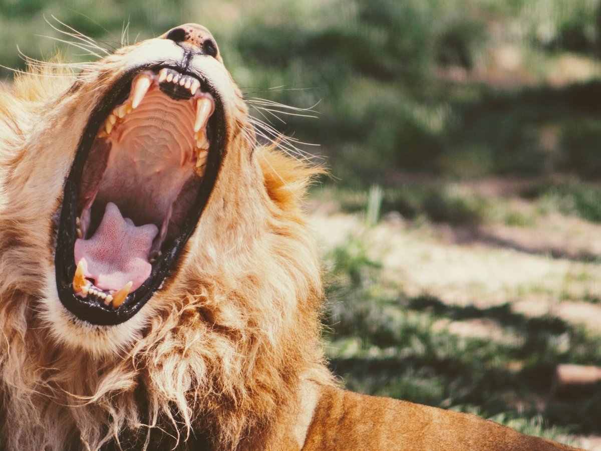 Король лев: в Кении нашли огромного льва с пастью собаки. Ему 22 миллиона лет