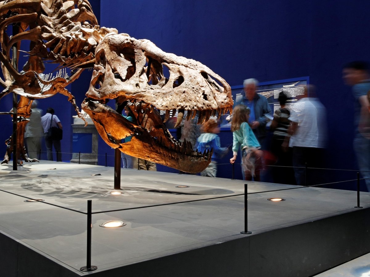 Охотник за ископаемыми продаёт динозавра прямо из музея. Может себе позволить