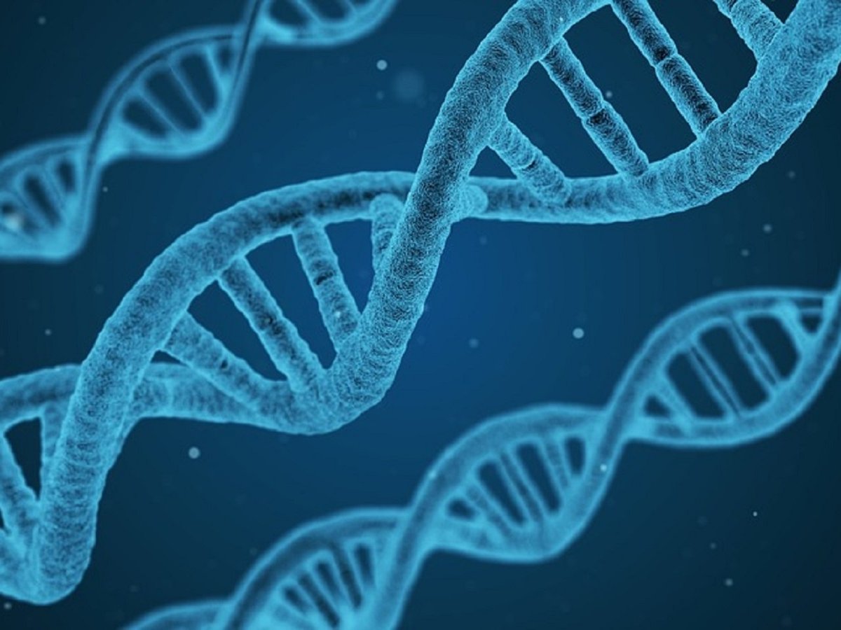 Во всём виноваты гены: учёные обнаружили мутацию, подавляющую аппетит