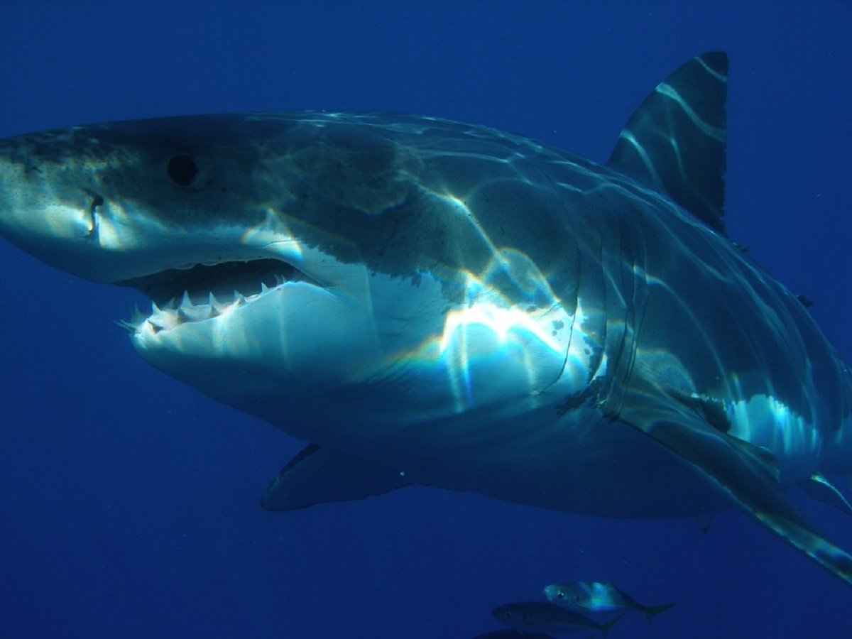 Кого так боятся огромные белые акулы, что вынуждены покидать зоны обитания?