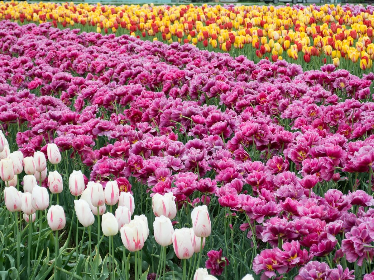 В Голландии приходится возводить заборы, чтобы туристы не затоптали тюльпаны
