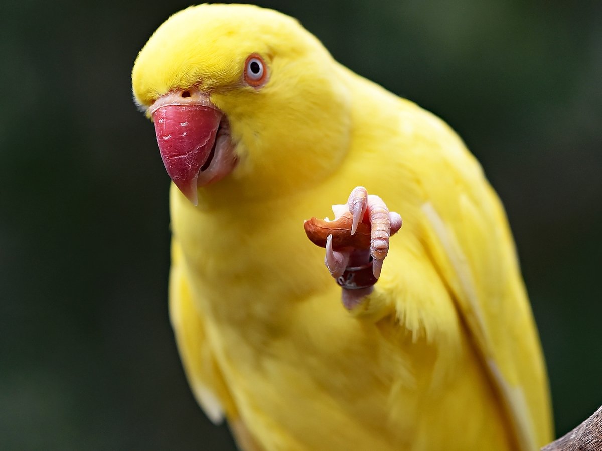 В Бразилии наконец-то поймали ручного попугая наркоторговцев