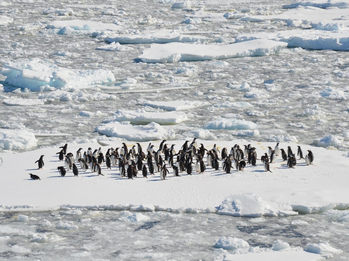 В Антарктиде погибли тысячи пингвинят — всё из-за глобального потепления