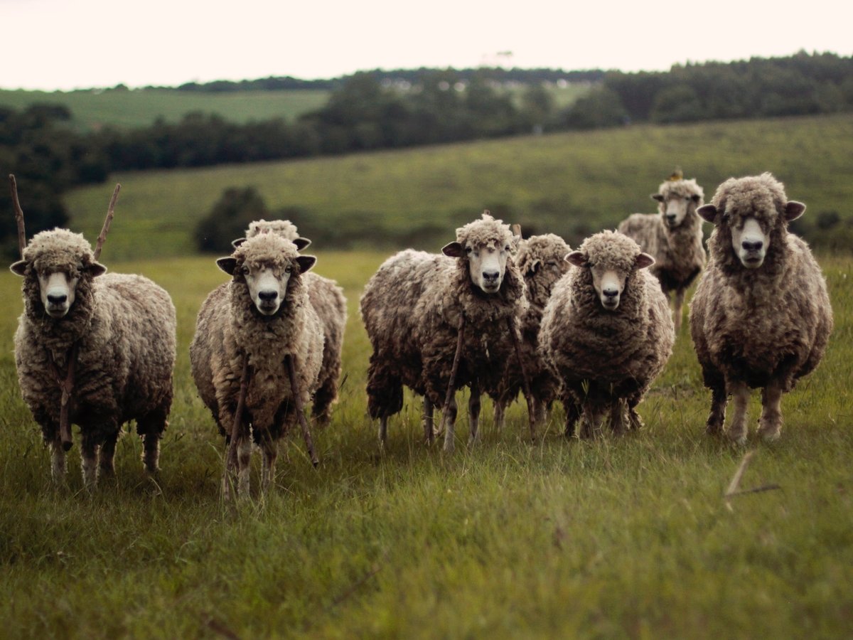 Чтобы школу не закрыли, фермер одолжил новых учеников — за парты сели овцы