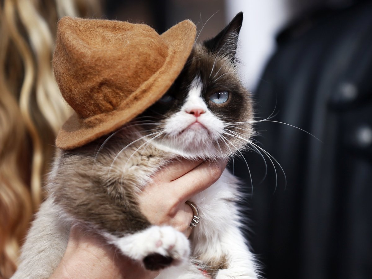 Прощай, Grumpy Cat: в Америке умерла легендарная кошка-мем