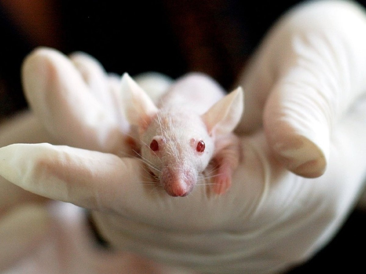 На каких мышах лучше ставить опыты, чтобы лекарства работали на людях? 