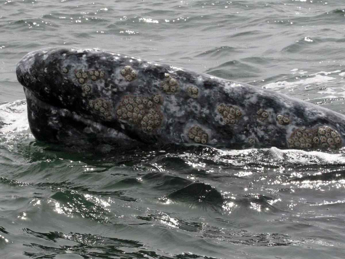 В 2019 году в США на берег выбросились 70 китов. Учёные бьют тревогу