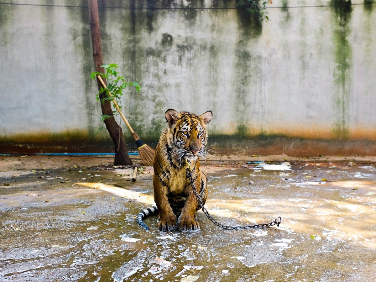 В зоопарке тигр отгрыз руку мужчине. Почему многие уверены, что это справедливо?