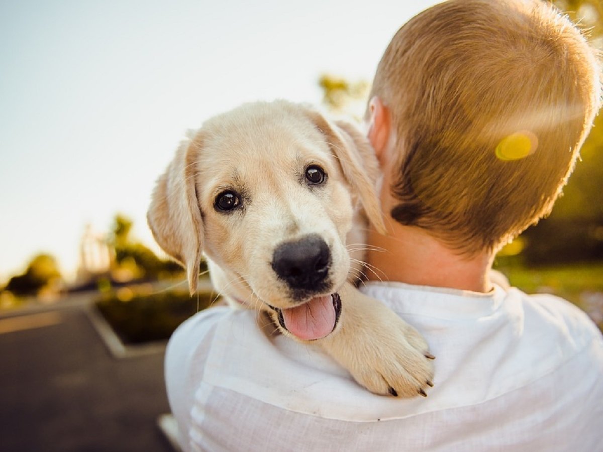 Истинная эмпатия: если у хозяина собаки стресс, то она тоже переживает