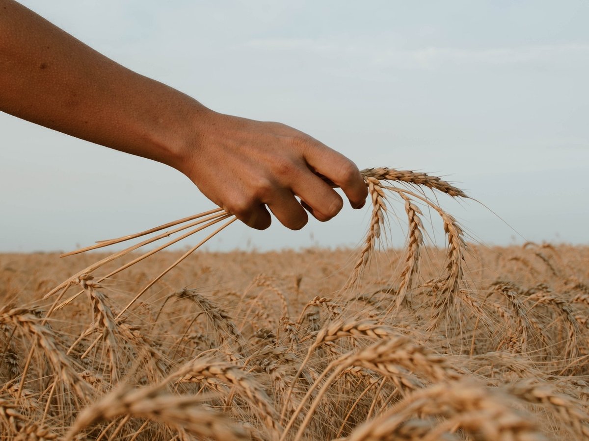 В Сирии хлеб стал оружием: курды и правительственный режим борются за пшеницу
