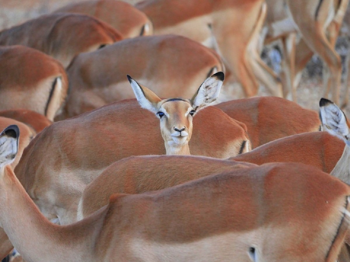 Из-за засухи власти Намибии разрешили продать диких животных из заповедников