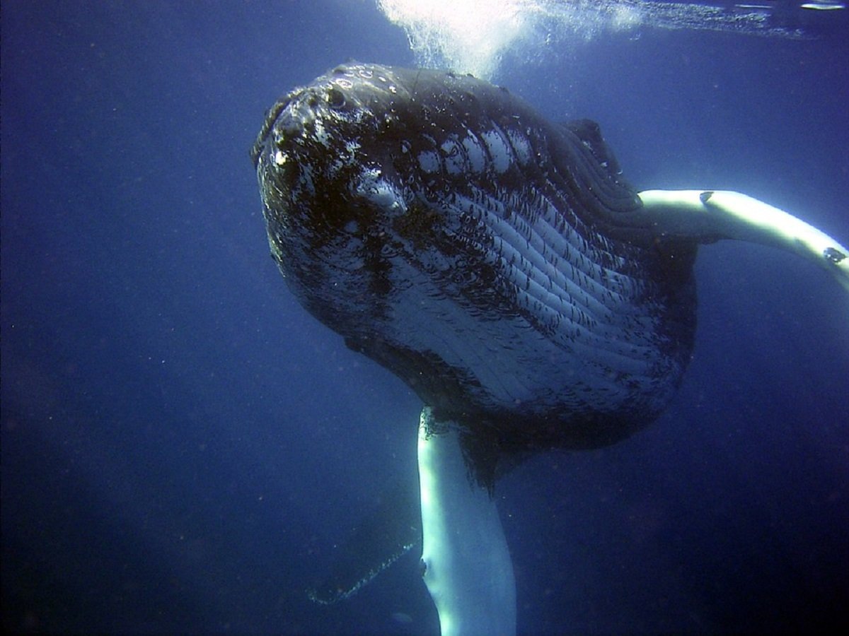 Япония снова убивает китов на продажу