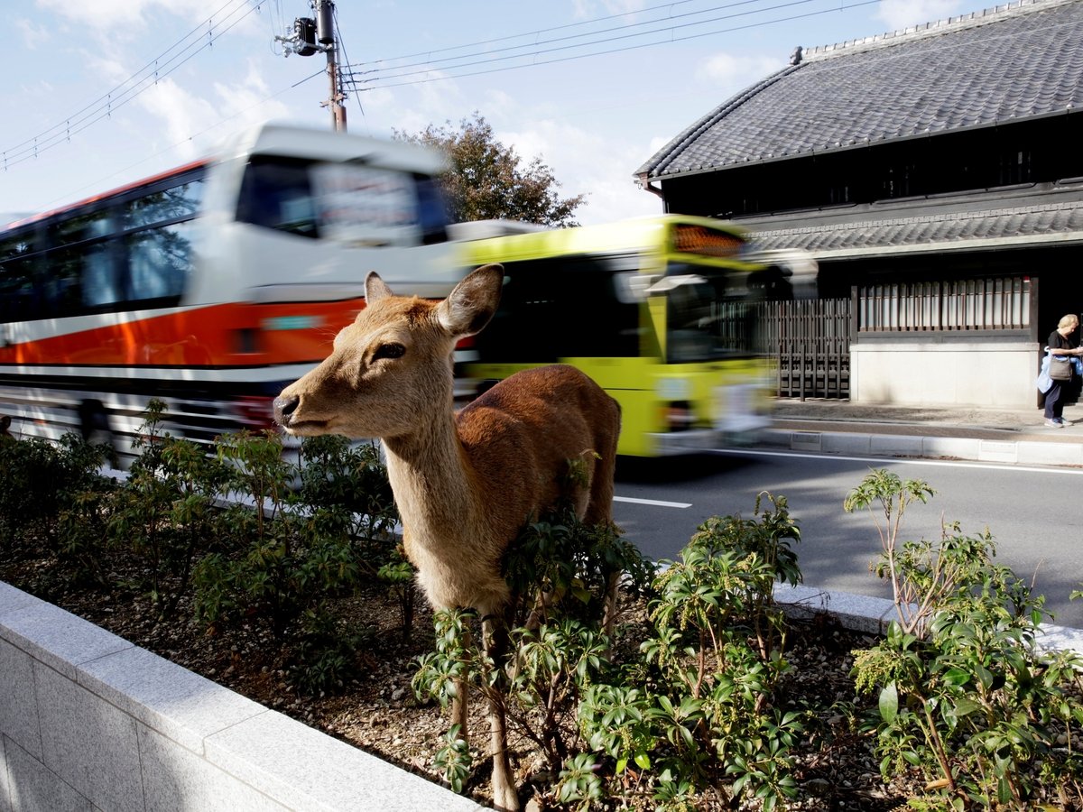 В японском городе Нара из-за туристов дохнут олени: они объедаются пакетами
