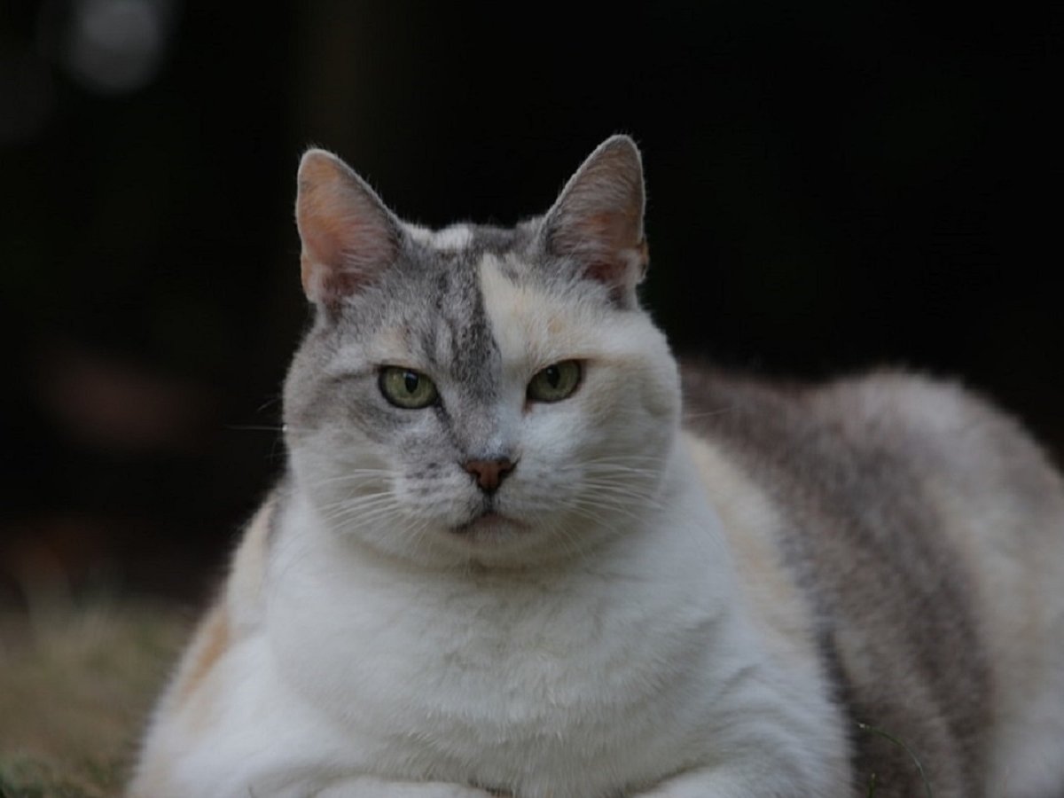 Вслед за людьми неумолимо толстеют домашние кошки