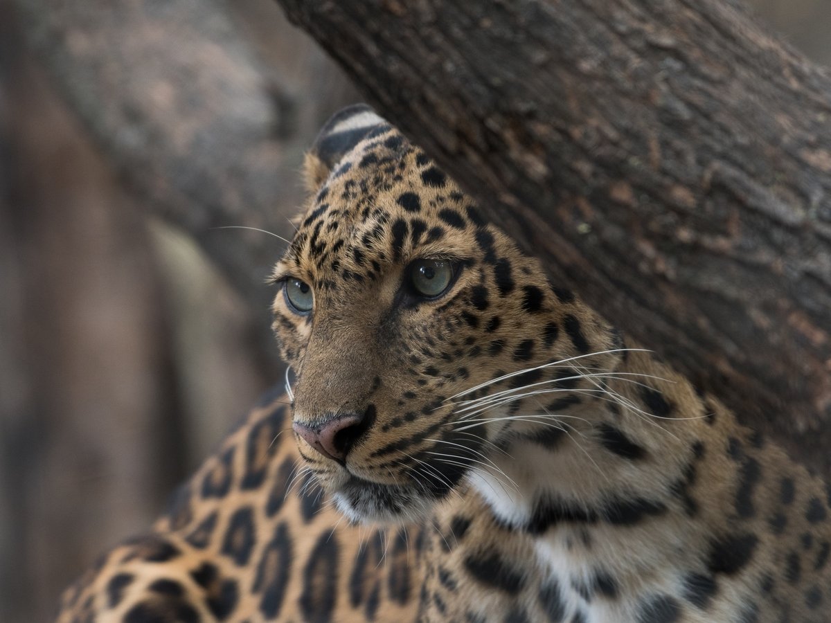 В Аргентине ягуаров признают "нечеловеческими личностями", чтобы спасти