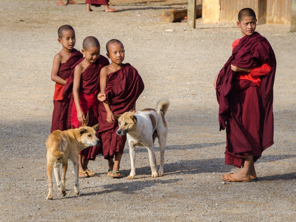 Собаки Дхармы: буддийские монахи поют псам молитвы и борются с бешенством