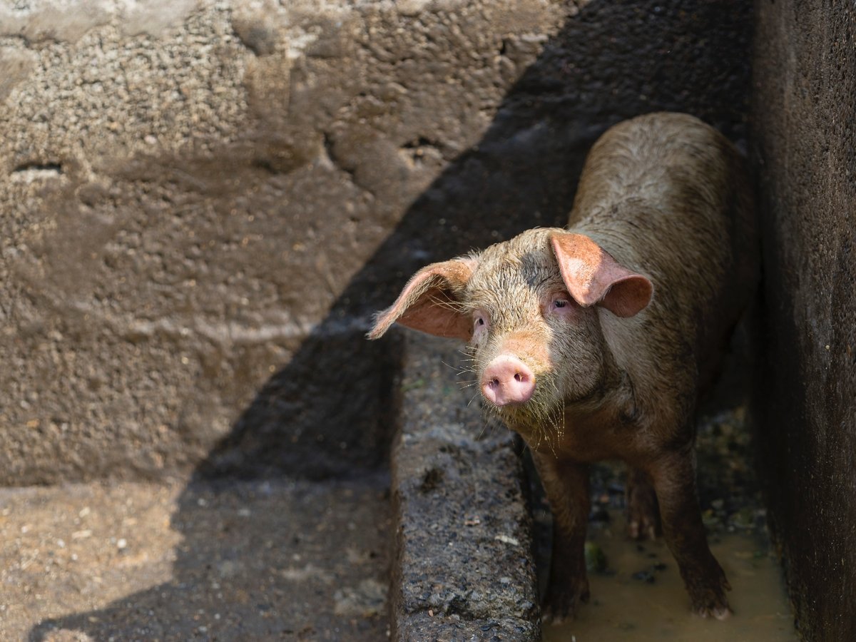В Голландии из-за аномальной жары и сломанных кондиционеров погибли 2000 свинок