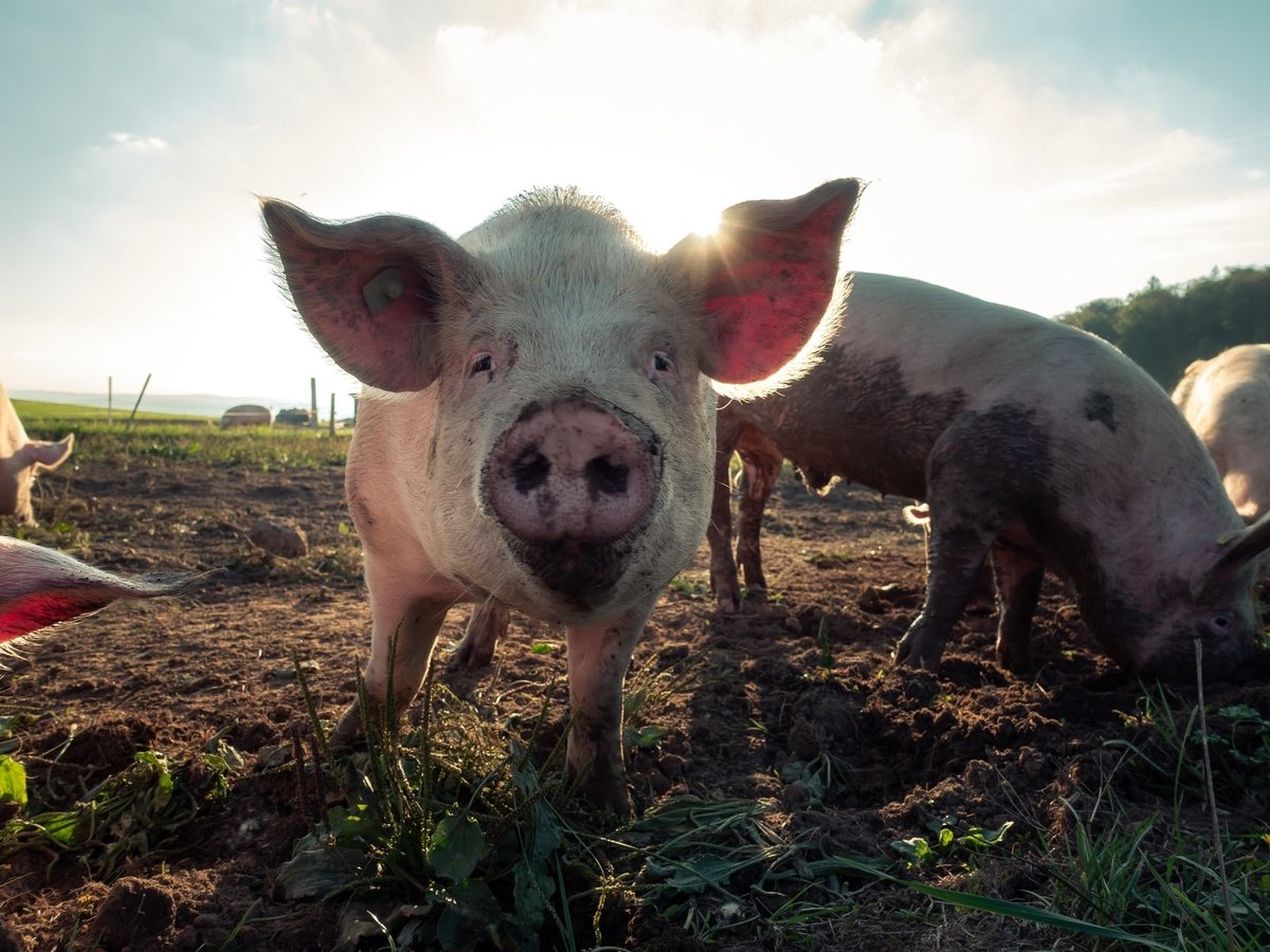 В Болгарии считают, что румынские туристы заразили местных свиней чумой