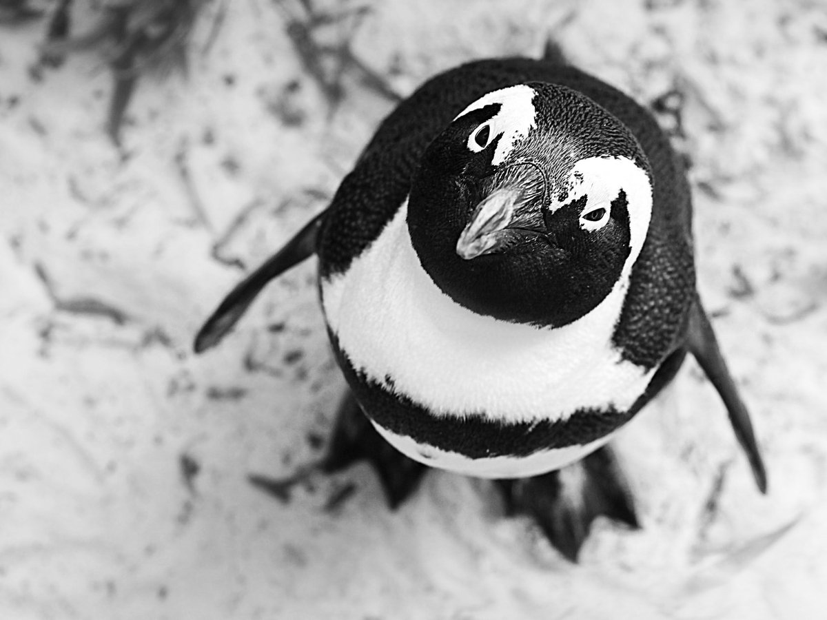 В Новой Зеландии нашли пингвина ростом со взрослого человека
