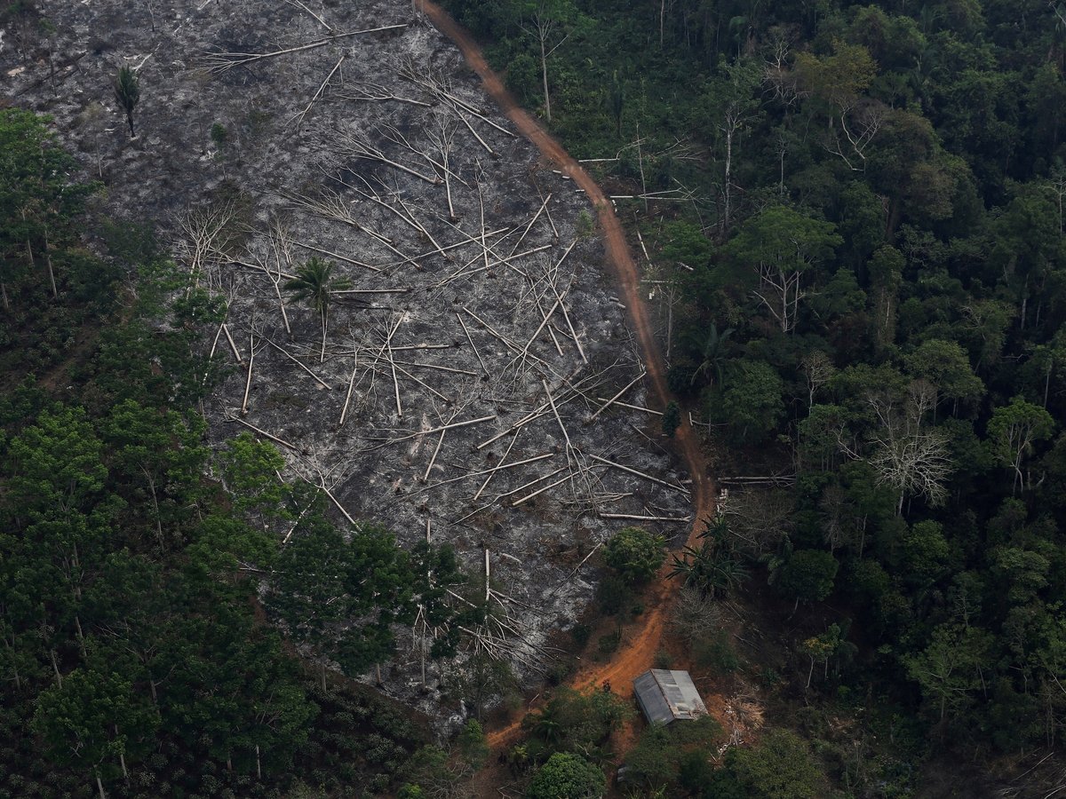 Самое распространенное дерево вырубка леса в Амазонии