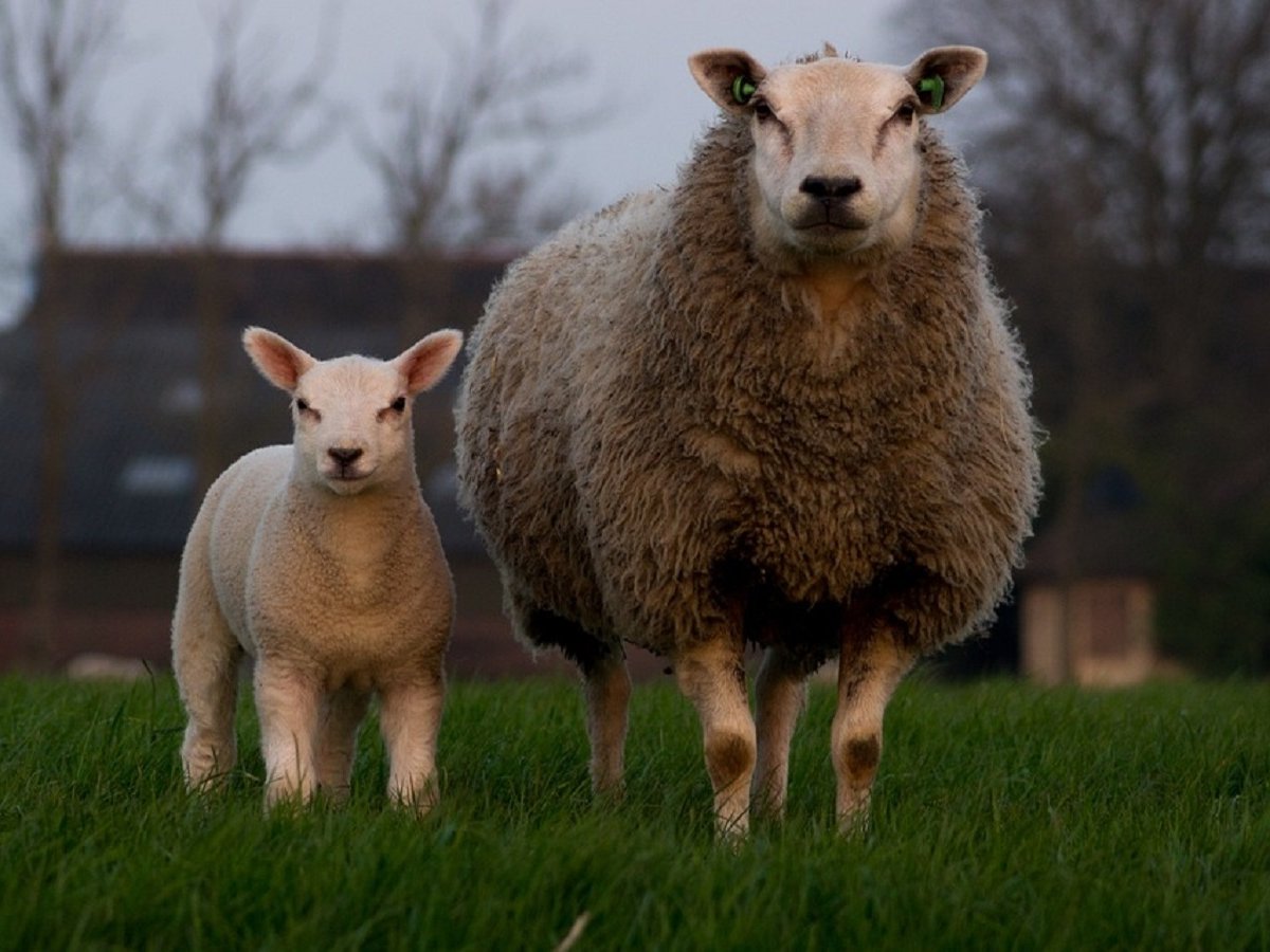 В Шотландии вывели стадо овец-мутантов ради исцеления человеческого мозга